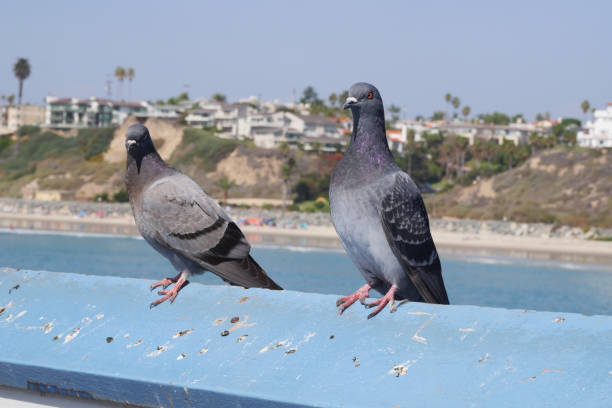 istock Two pigeons on the San Clemente Pier in Orange County 1734835595