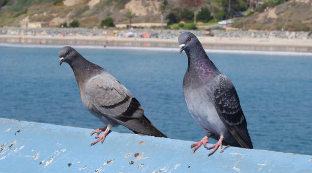 istock Two pigeons on the San Clemente Pier in Orange County 1734835603