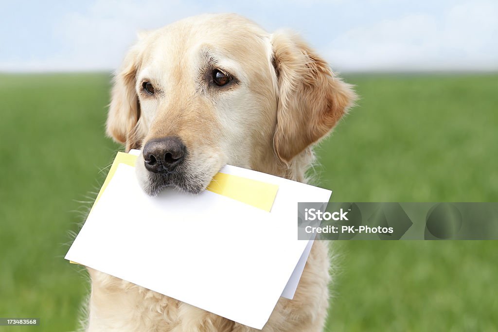 Golden Retriever com letras - Royalty-free Cão Foto de stock