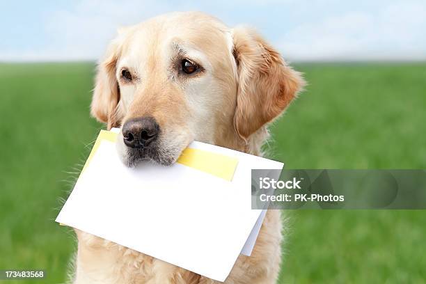 Foto de Labrador Dourado Com Letras e mais fotos de stock de Cão - Cão, Papel, Labrador Dourado - Cão de Busca
