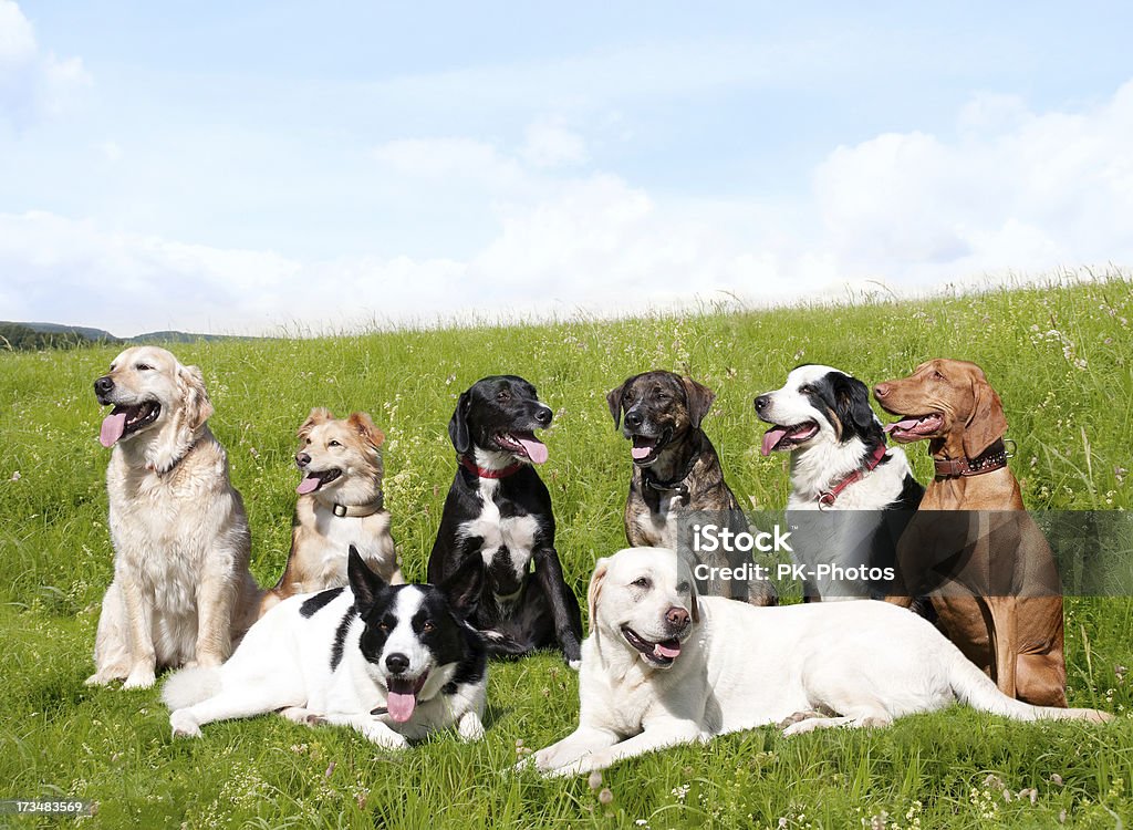 Escuela de perro - Foto de stock de Perro libre de derechos