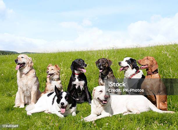 Foto de Cão De Escola e mais fotos de stock de Cão - Cão, Raça Pura, Grupo de Animais