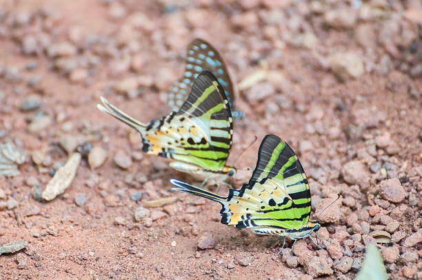 Fivebar Swordtail butterfly – zdjęcie