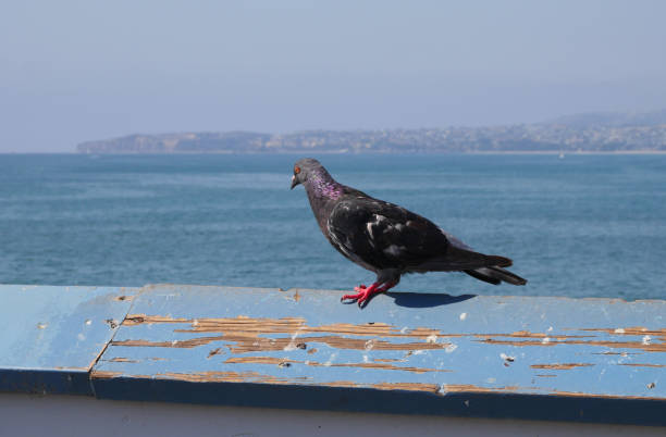istock Pigeon on the San Clemente Pier in Orange County 1734841623