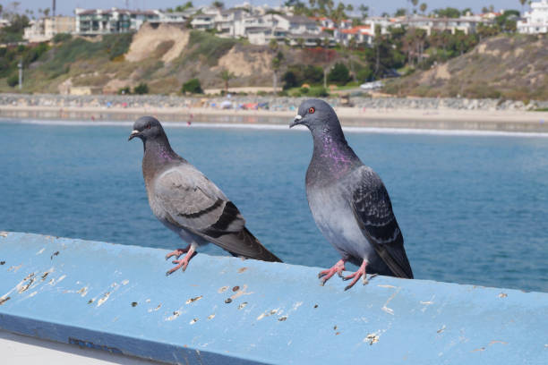 istock Two pigeons on the San Clemente Pier in Orange County 1734841625