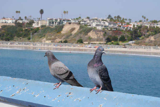 istock Two pigeons on the San Clemente Pier in Orange County 1734841627