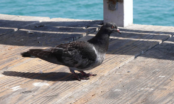 istock Pigeon on the San Clemente Pier in Orange County 1734841977