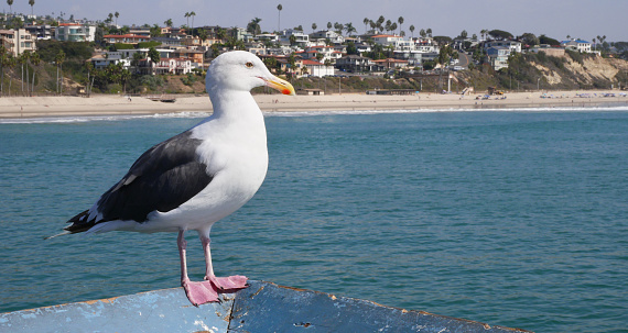 Seagull on the San Clemente Pier in Orange County, California, USA.