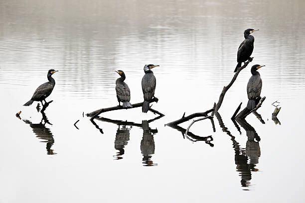istock Cormorant, Phalacrocorax carbo 173484274