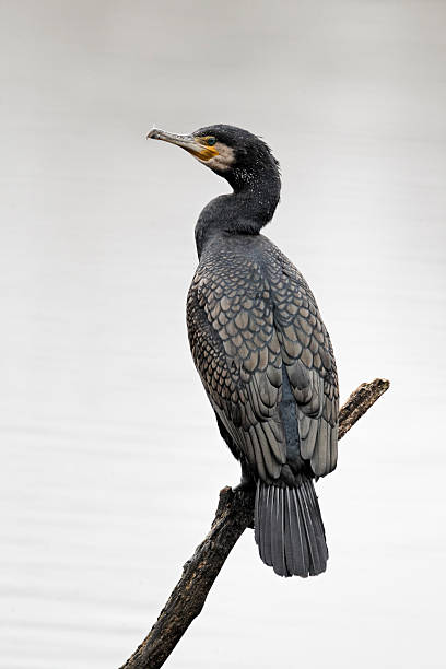 istock Cormorant, Phalacrocorax carbo 173484275