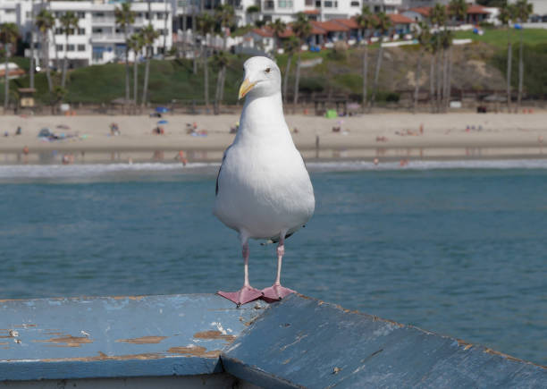 istock Seagull on the San Clemente Pier in Orange County 1734843183