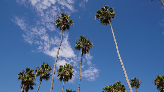 Looking up at a group of gigantic palm trees at the San Clemente Pier in Orange County, California, USA.