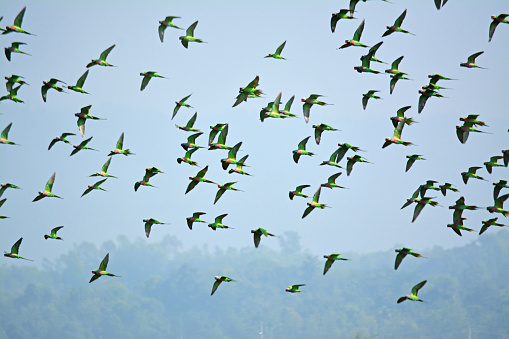 Flock of parrots flying in the sky, nature background in Bangladesh