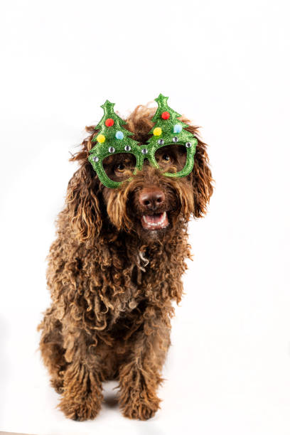 istock Funny Dog with Christmas tree top glasses. 1734851218
