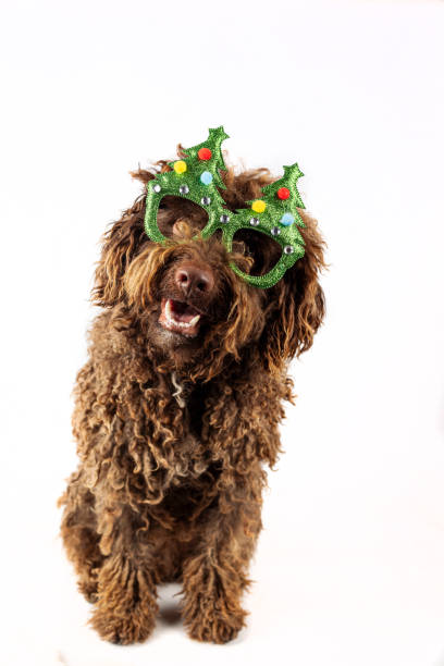 istock Beautiful Dog with a Christmas tree tops glasses. 1734851220