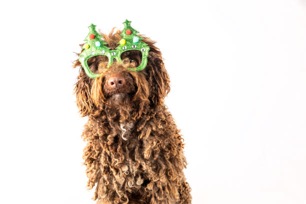 istock A water dog with christmas tree glasses isolated on a white background 1734851969