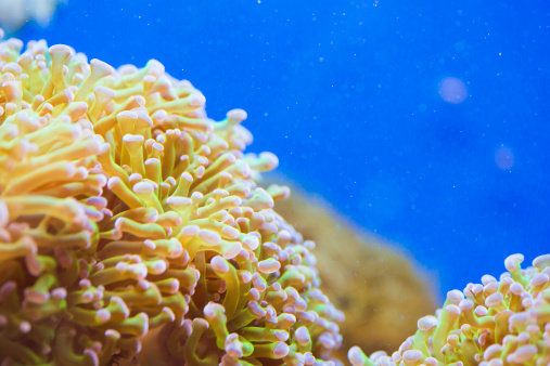 CARYOPHYLLIIDAE - colorful coral sea - detail