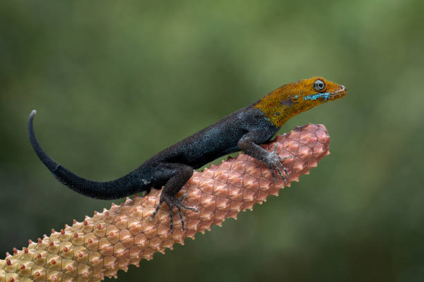 Yellow head gecko stock photo