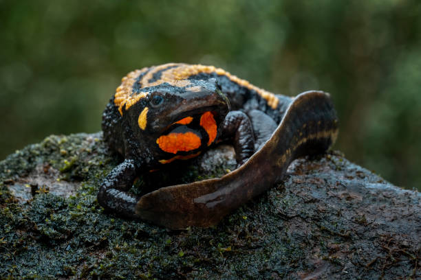 Laos warty newt stock photo