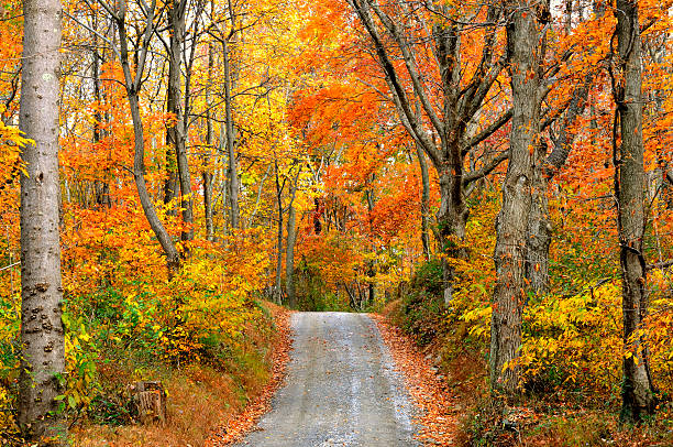 istock Autumn Scenic of Mountain Road 173485589