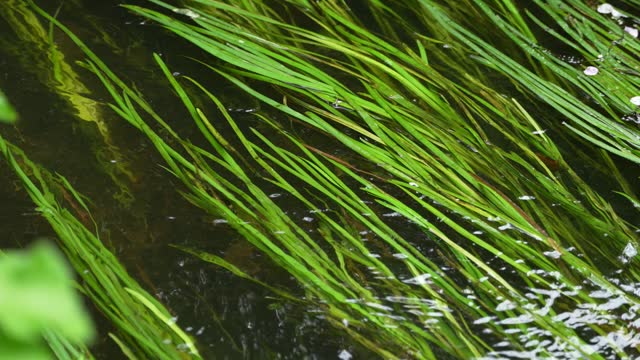 Close-up of green grass swaying in flowing water, in 4K Slow Motion. Clean river in rural England