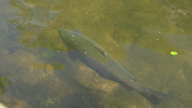 Large trout in River Wye, Bakewell. Close-up of fish in Peak District town, England, in 4K Slow Motion