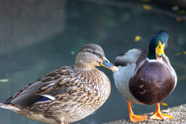istock Two ducks in the park in Menden Sauerland 1734866217