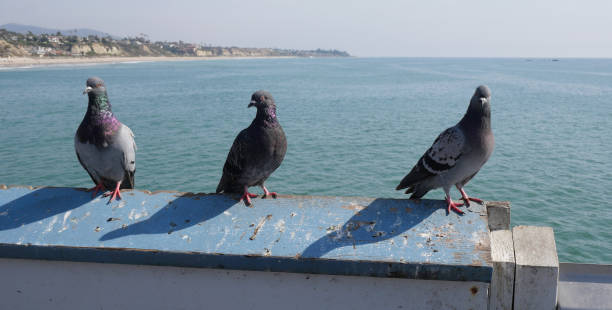 istock Three pigeons on the San Clemente Pier in Orange County 1734868377