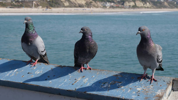 istock Three pigeons on the San Clemente Pier in Orange County 1734868379