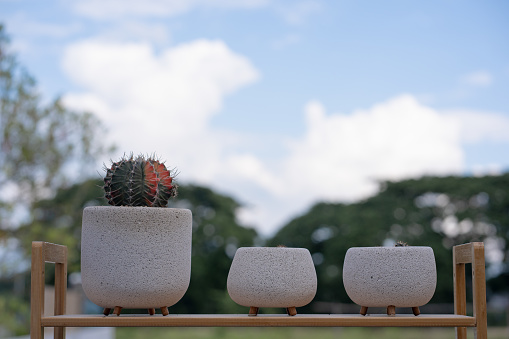 nature and landscape concept with cloudy blue sky and cactus  in houseplant