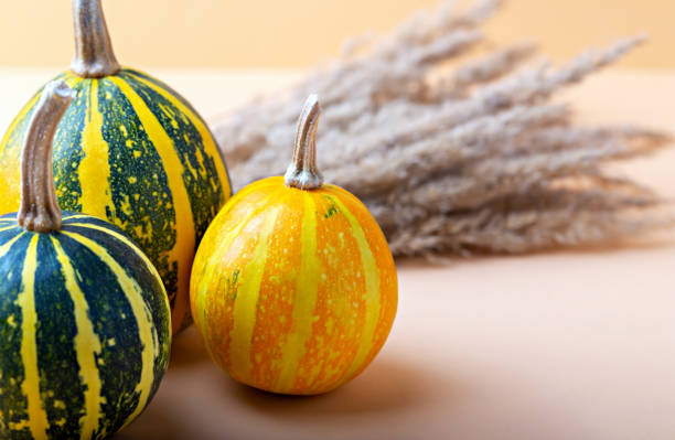 istock Beautiful ripe pumpkins and dry grass on beige background 1734873816