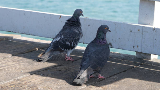 istock Pigeons on the San Clemente Pier in Orange County 1734874334