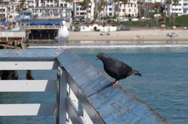 Pigeon on the San Clemente Pier in Orange County