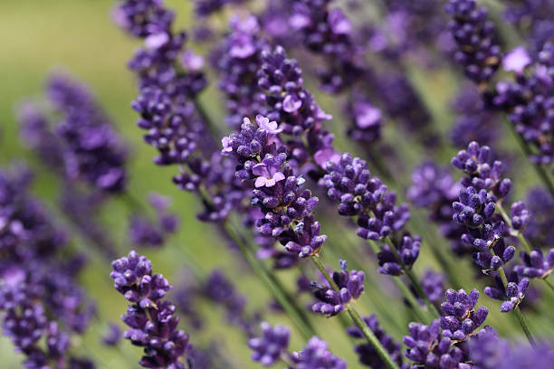 istock English Lavender Flowering 173488217
