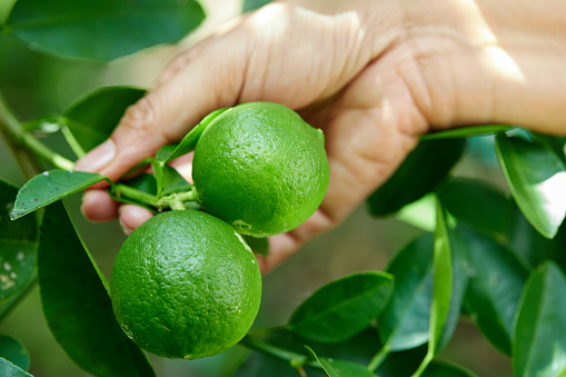 Close-up of hand holding fresh lime on tree branch