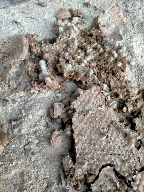 istock asian hornets nest on the ground 1734887328