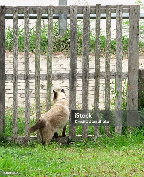 Gatto Siamese - Fotografie stock e altre immagini di Composizione verticale - Composizione verticale, Dietro, Fare l'autostop