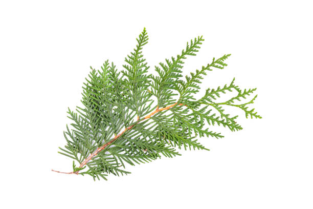 istock Green thuja branch isolated on white background. Item for packaging, design, mockup. 1734888929