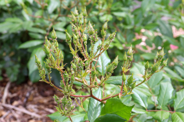 istock new buds on rose bush covered in thrip 1734889974