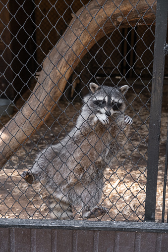 A funny raccoon climbs around a cage in a zoo, attracting people and causing confusion.