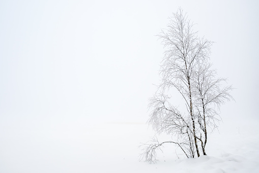 Large panorama of a heavy snowy field with a line of trees