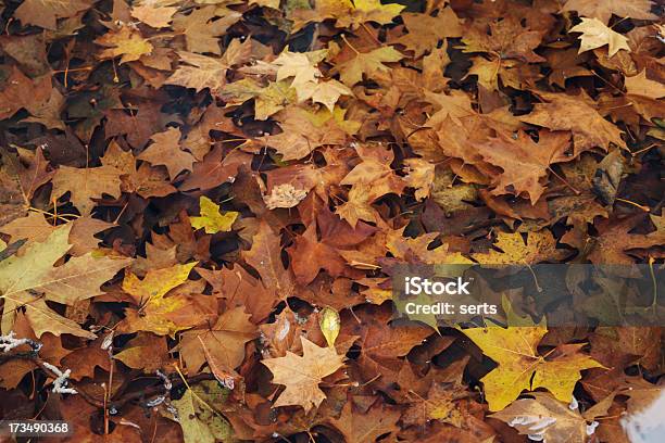 秋の落ち葉 - オレンジ色のストックフォトや画像を多数ご用意 - オレンジ色, カラフル, クローズアップ