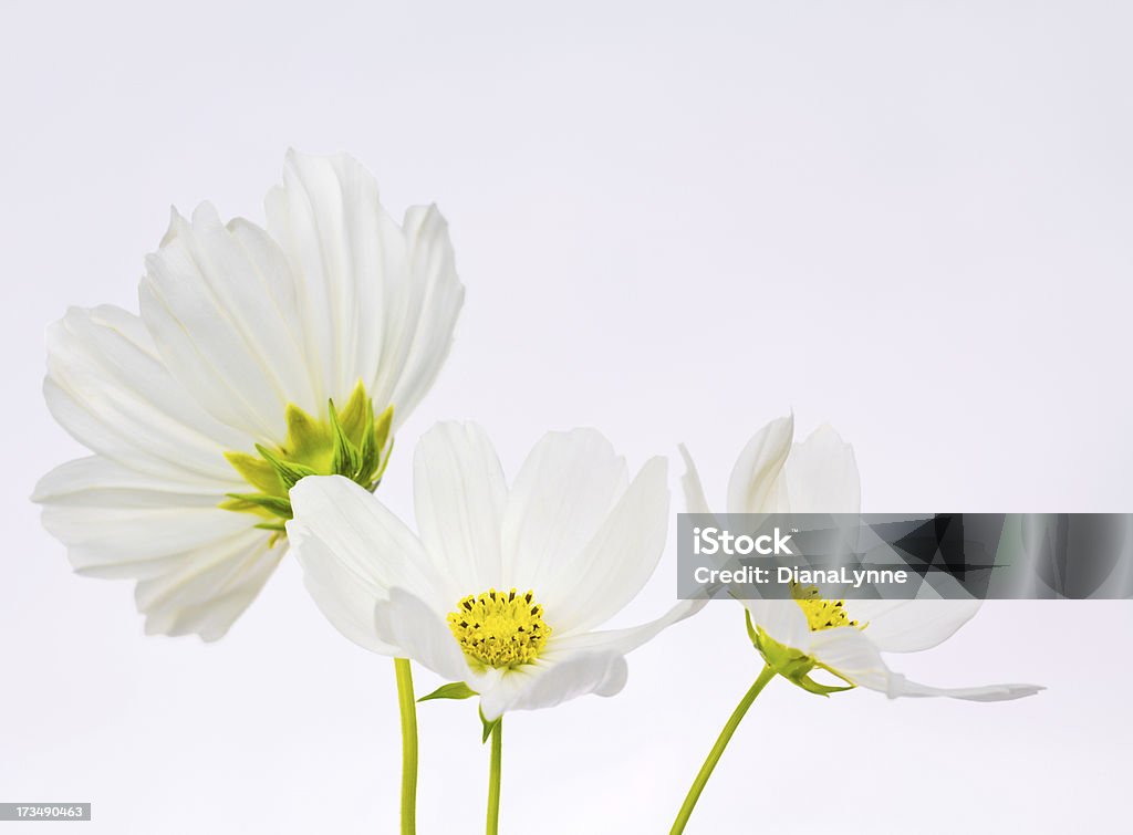 Three white cosmos flowers Three white sonata cosmos flowers, closeup,  high-key, on white background. Blossom Stock Photo