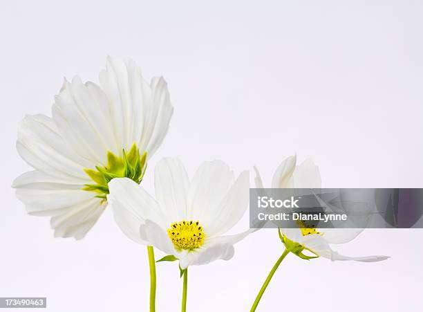 Three White Cosmos Flowers Stock Photo - Download Image Now - Blossom, Botany, Brightly Lit