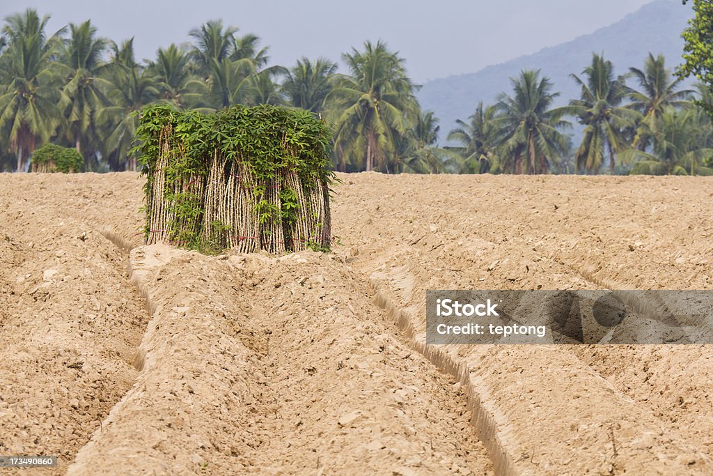 Reproduction Jeune plant de manioc et la culture d'acidité du sol - Photo de Agriculture libre de droits