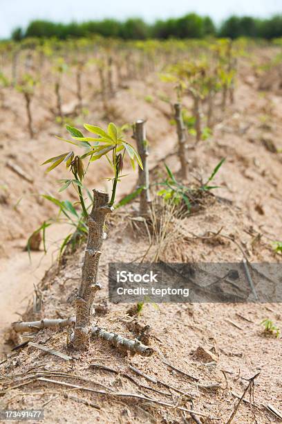 Mandiocas Árvore Jovem - Fotografias de stock e mais imagens de Agricultura - Agricultura, Ao Ar Livre, Biologia