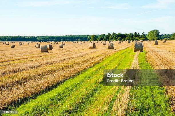 Straw Bales Foto de stock y más banco de imágenes de Agricultura - Agricultura, Aire libre, Alimento