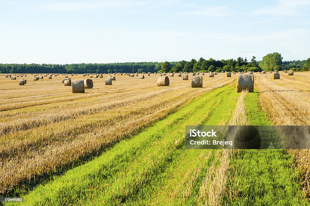 Paglia bales - Foto stock royalty-free di Agricoltura