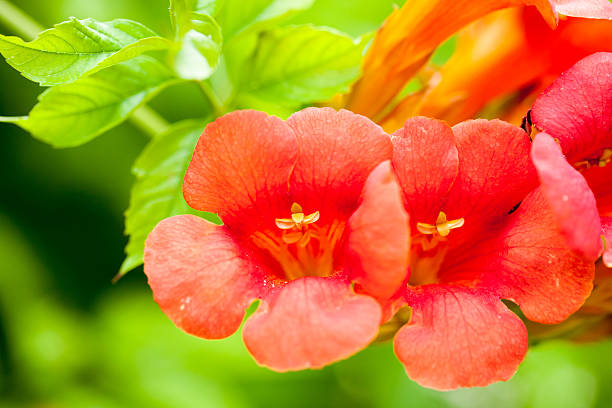 istock Red flowers and green leaves tree 173491660