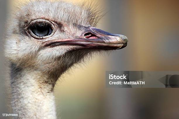 Jefe De Un Avestruz Foto de stock y más banco de imágenes de Animal - Animal, Animal vertebrado, Animales de Safari